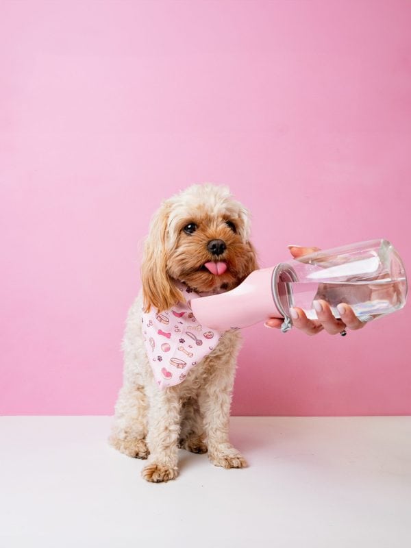 dopaw portable dog water bottle