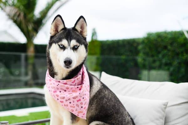 Dopaw 100% natural raw petfood