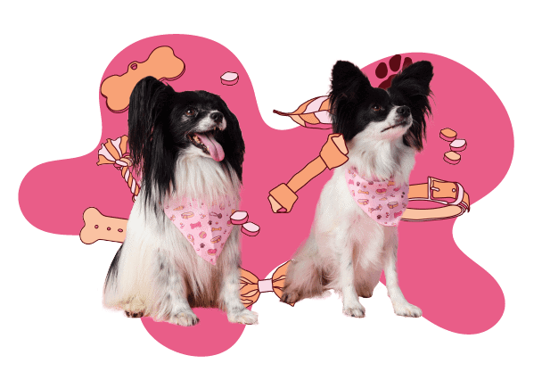 Dopaw puppy raw dogfood NZ